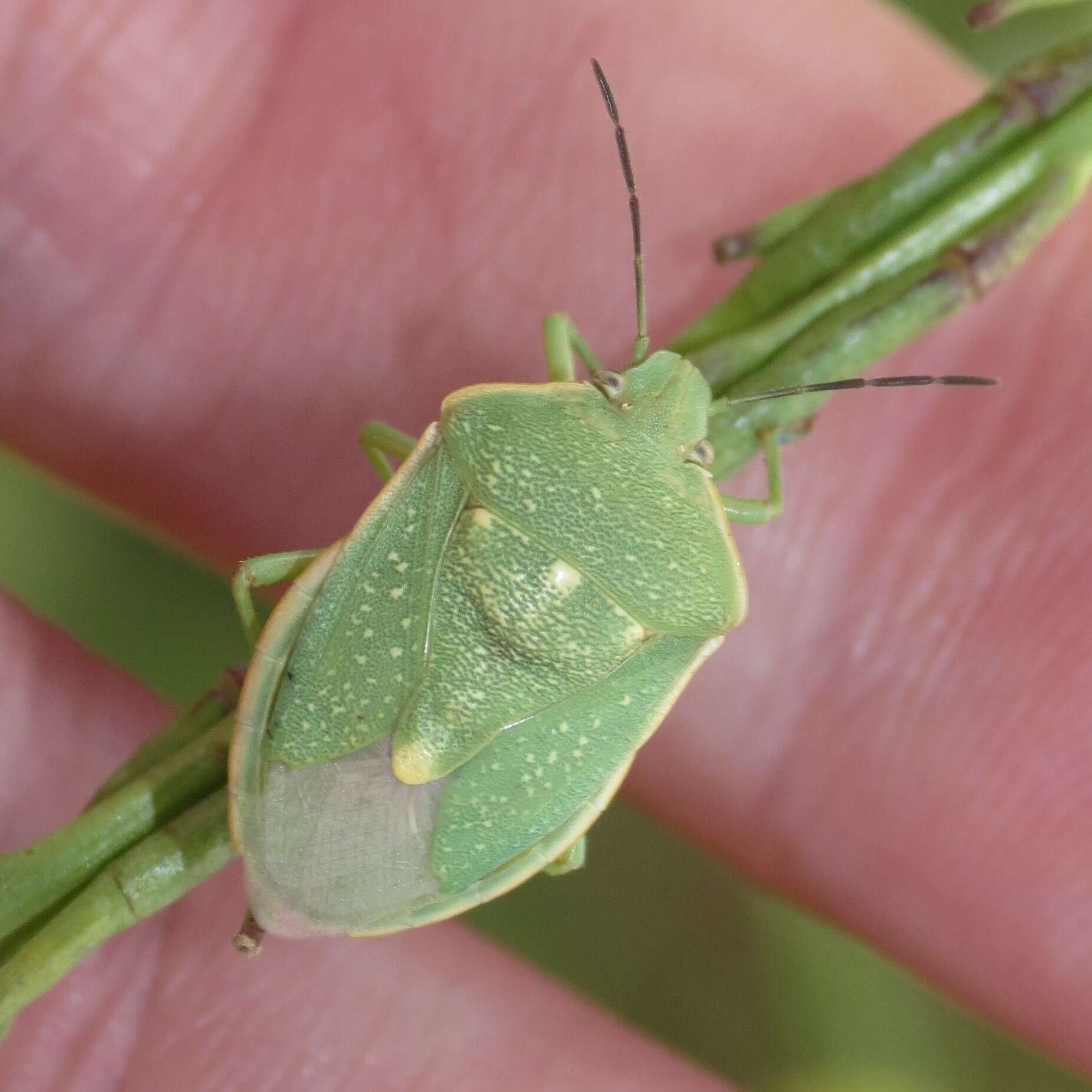 Imagem de Chlorochroa (Chlorochroa) uhleri (Stål 1872)