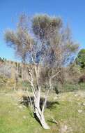 Image of Olearia virgata var. lineata Kirk