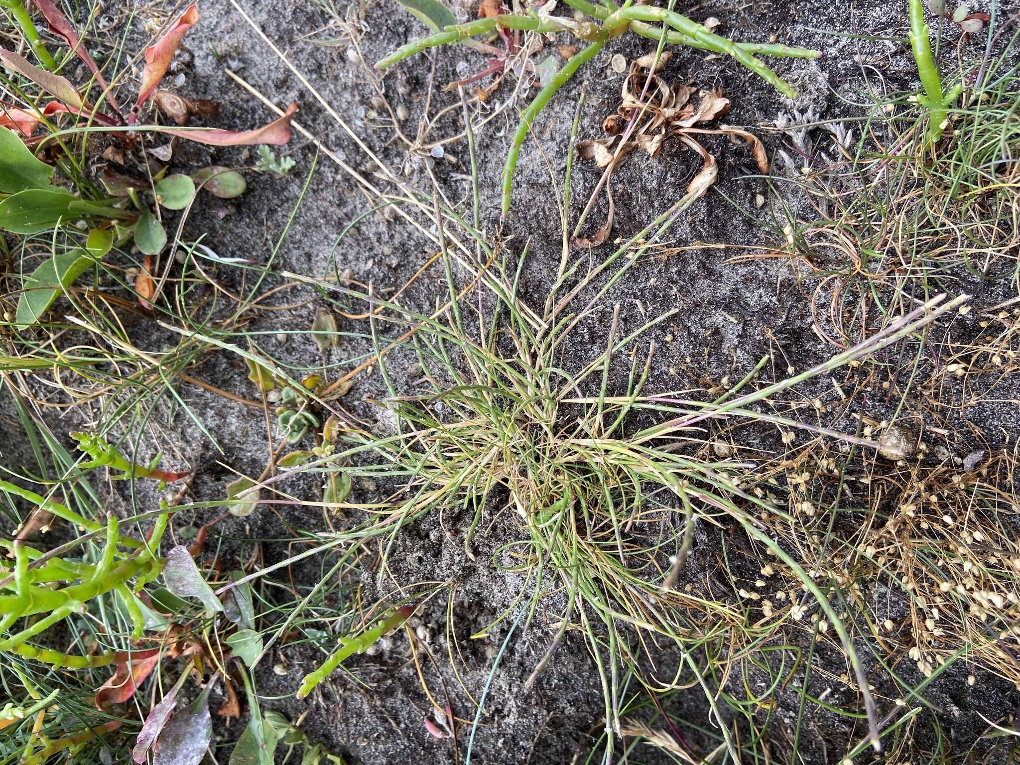 Image of sea hard-grass