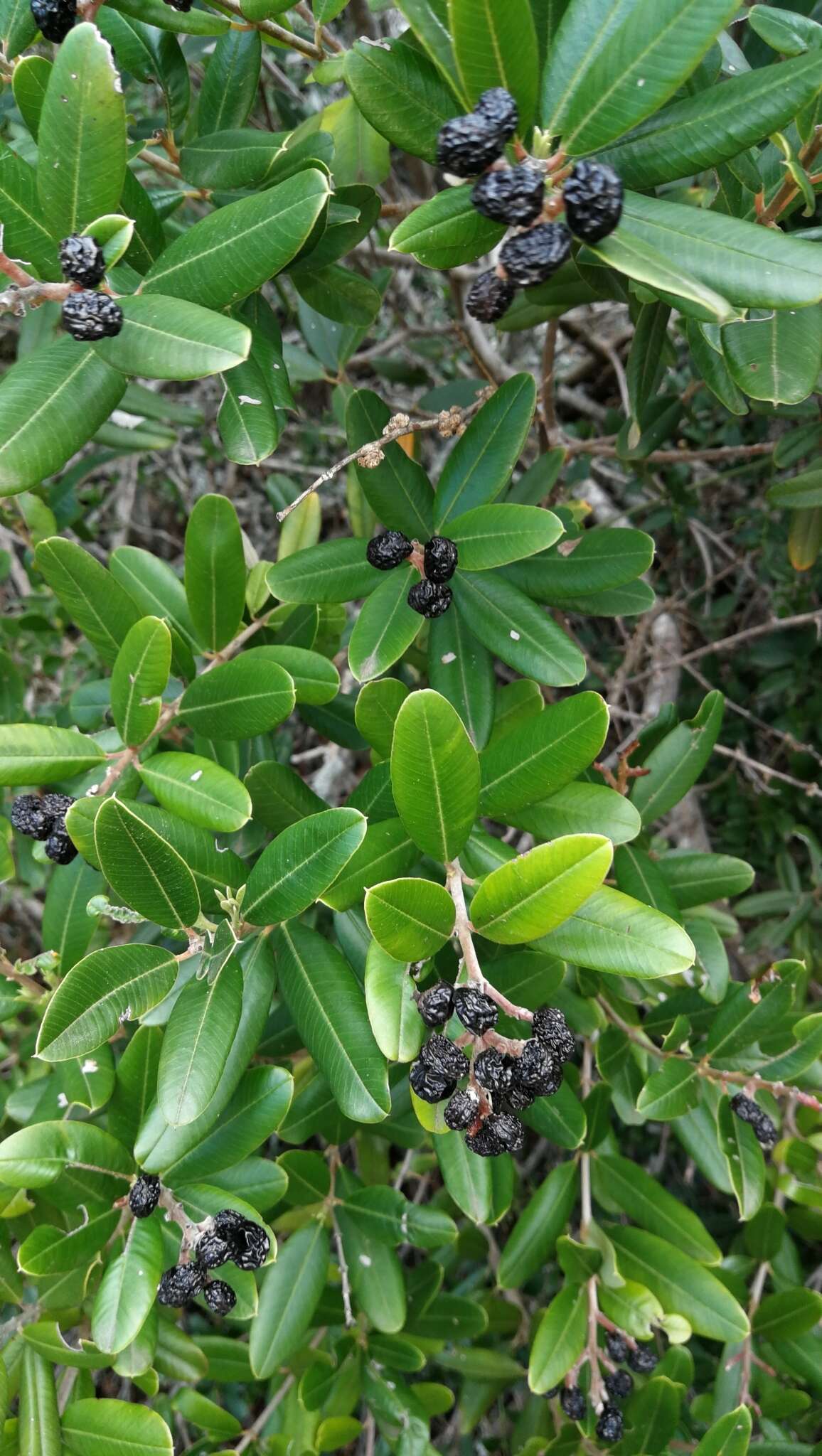 Plancia ëd Ozoroa mucronata (Bernh. ex Krauss) R. & A. Fernandes