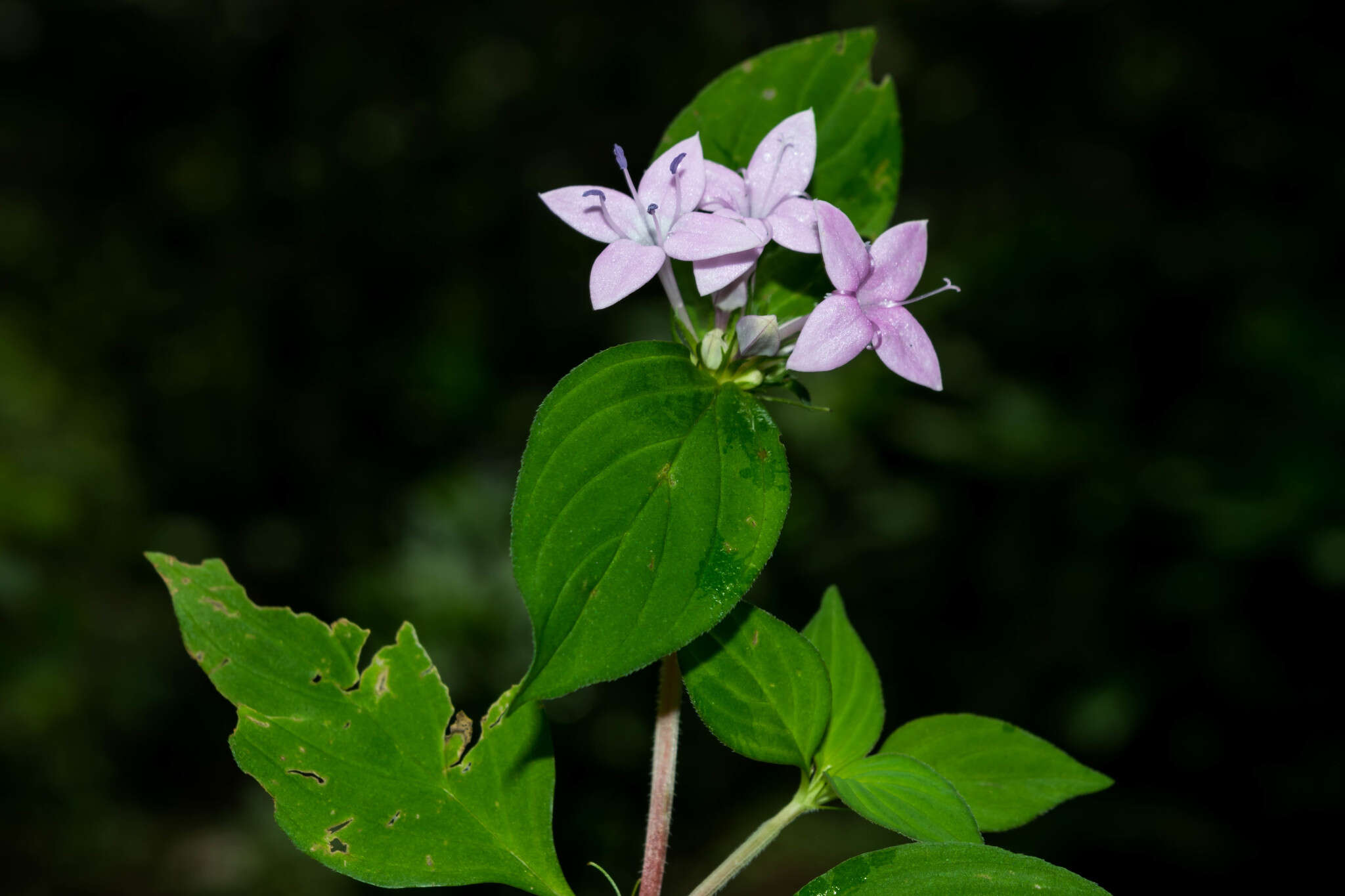 Image of Crusea coccinea var. breviloba Loes.