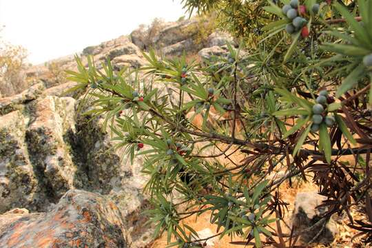 Plancia ëd Podocarpus milanjianus Rendle