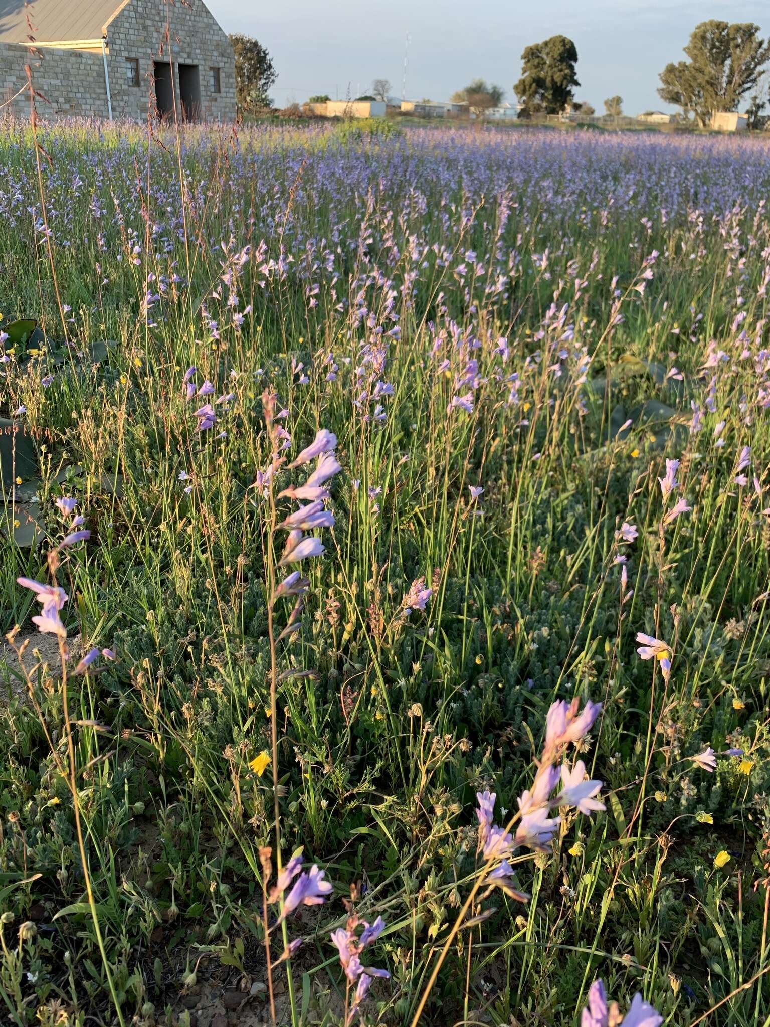 Image of Ixia rapunculoides Redouté