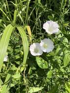 Image de Calystegia silvatica subsp. fraterniflora (Mackenzie & Bush) R. K. Brummitt