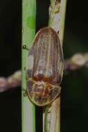 Image of Aspisoma ignitum (Linnaeus 1767)