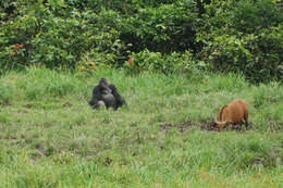 Image of Western Lowland Gorilla