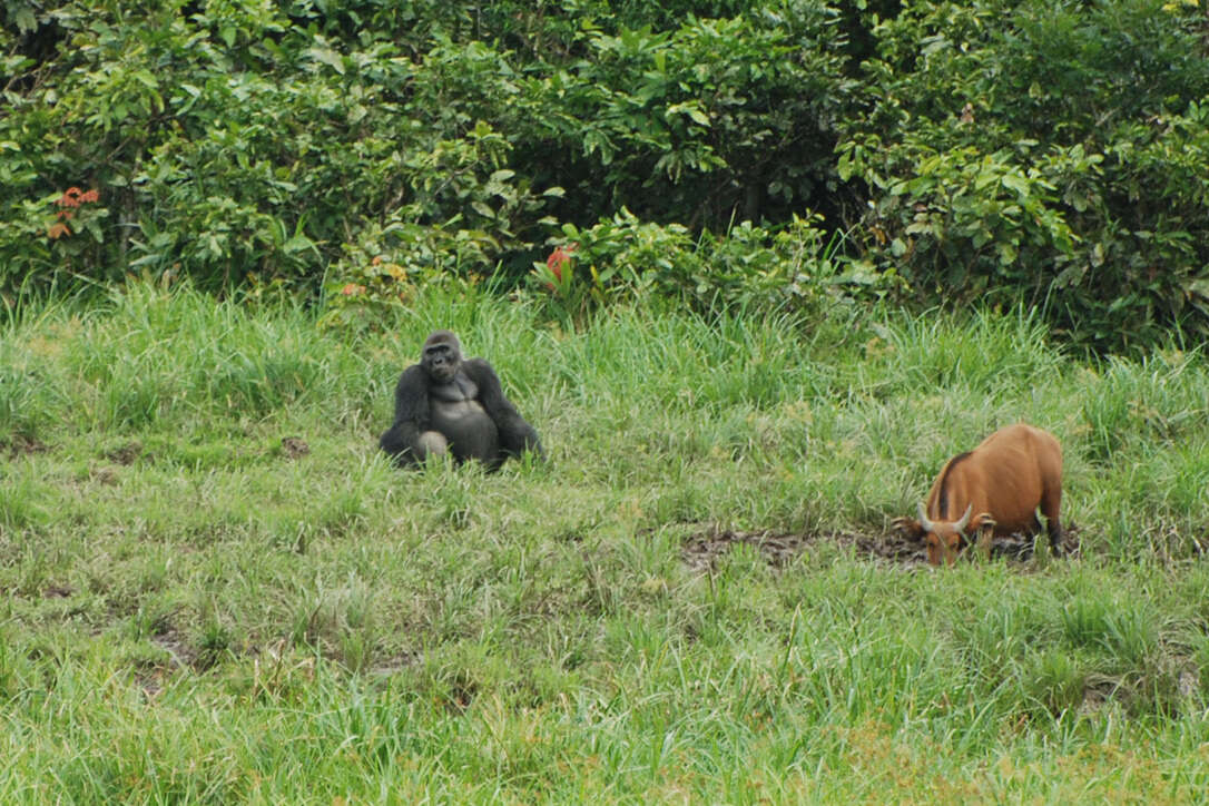 Image of Western Lowland Gorilla