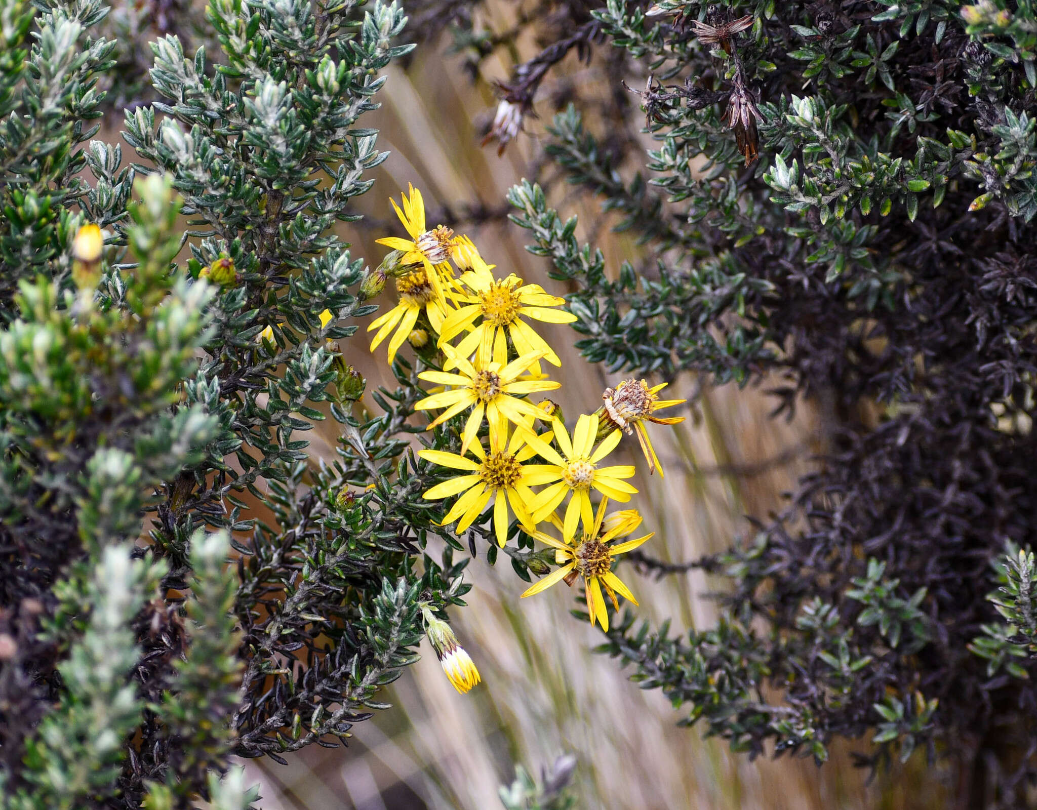 Image of Monticalia peruviana (Pers.) C. Jeffrey