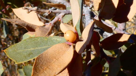 Imagem de Andricus coconinoensis