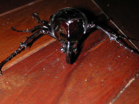 Image of Rhinoceros beetle