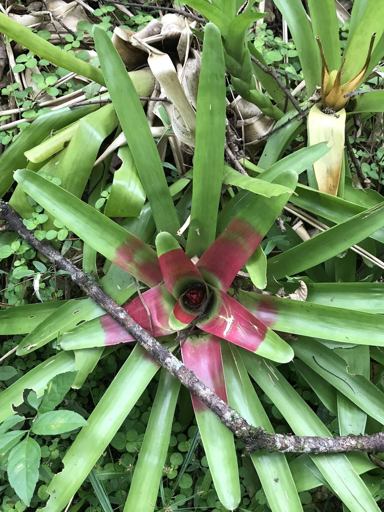 Image of Neoregelia compacta (Mez) L. B. Sm.