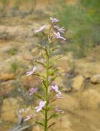 Image of Stylidium confluens B. J. Banyard & S. H. James