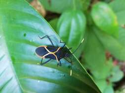 صورة Leptoscelis conspicuus Brailovsky & Barrera 2012