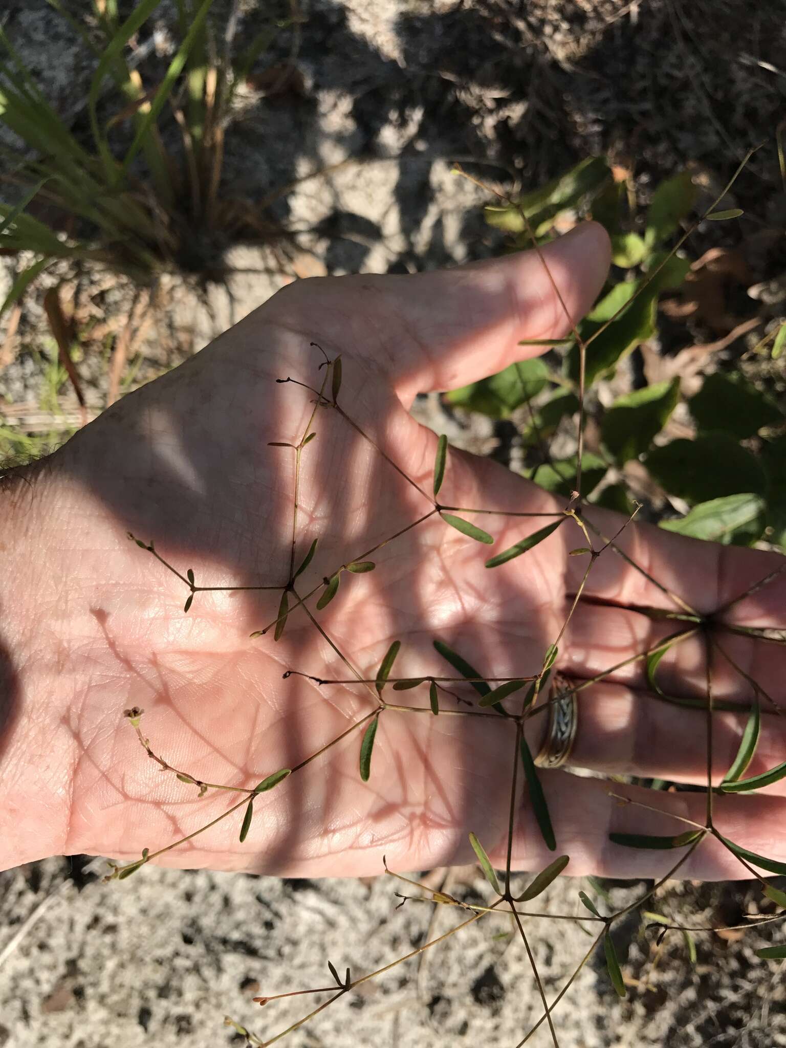 Image of Curtis' Spurge