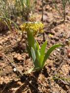 Image of Ferraria uncinata Sweet