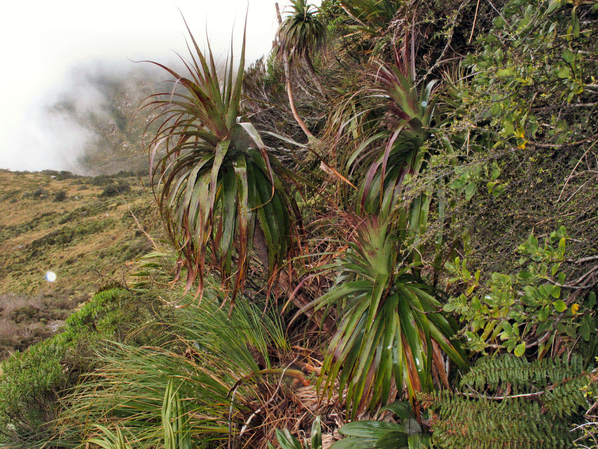 Image de Dracophyllum fiordense W. R. B. Oliv.