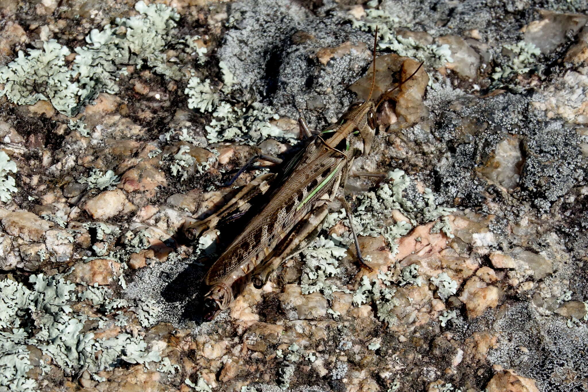 Image of Rhammatocerus pictus (Bruner & L. 1900)