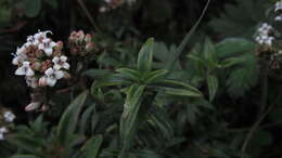 Image de Galianthe bogotensis (Willd.) E. L. Cabral & Bacigalupo