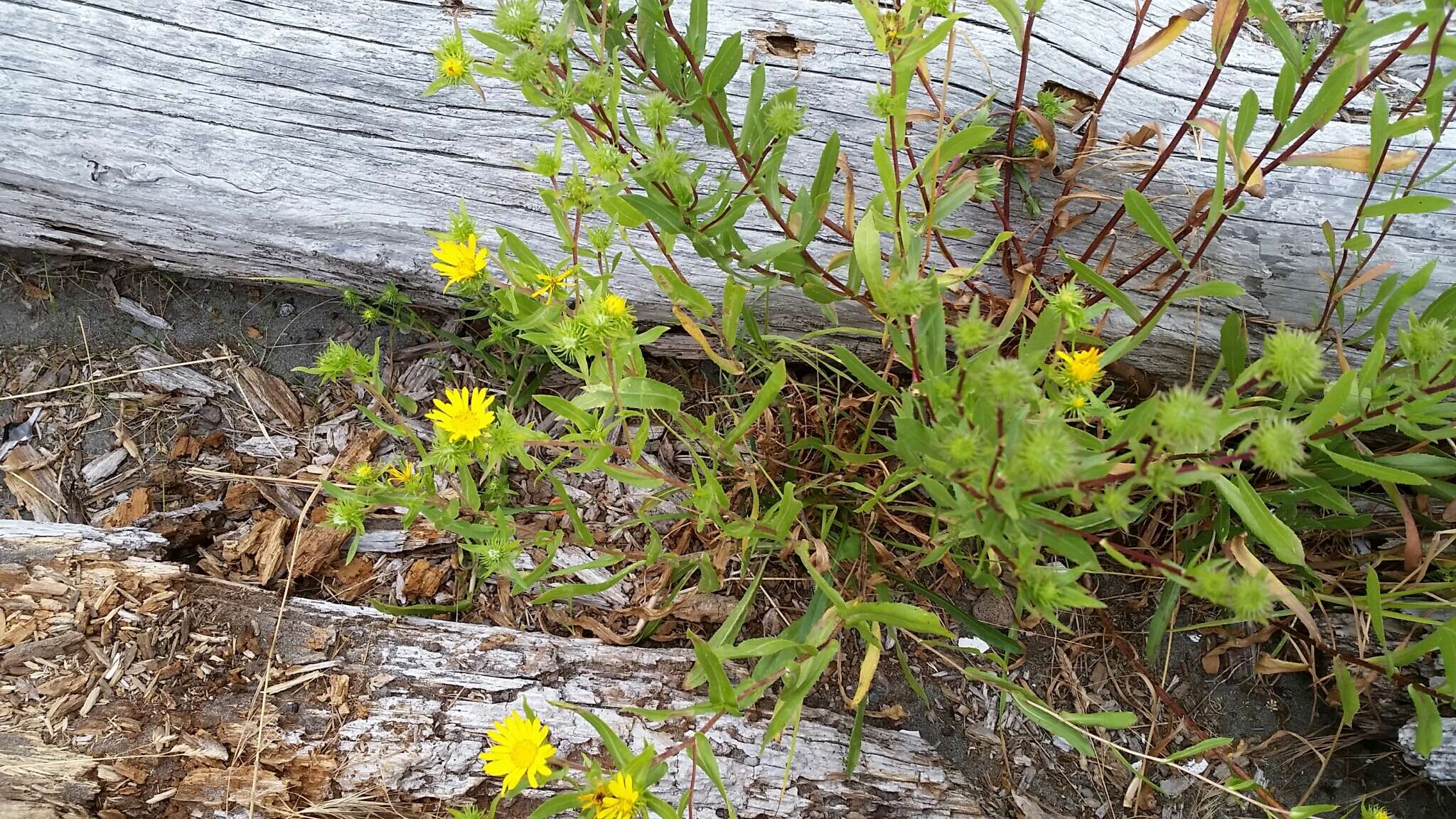 Image of Entire-leaved Gumweed