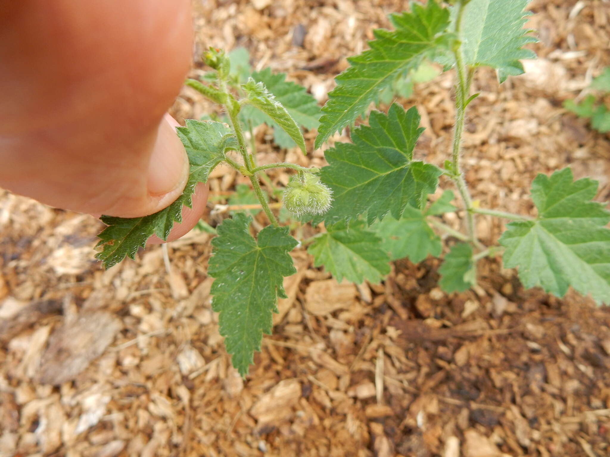 Image de Tragia betonicifolia Nutt.