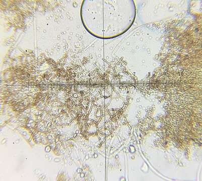 Gymnoascus reessii Baran. 1872的圖片