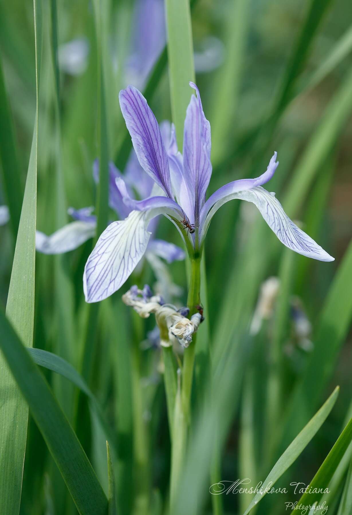 Image of Iris lactea Pall.