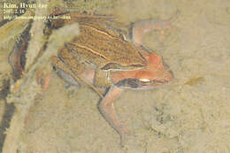 Image of Amur Brown Frog. Han-Guk-San-Gae-Gu-Ri