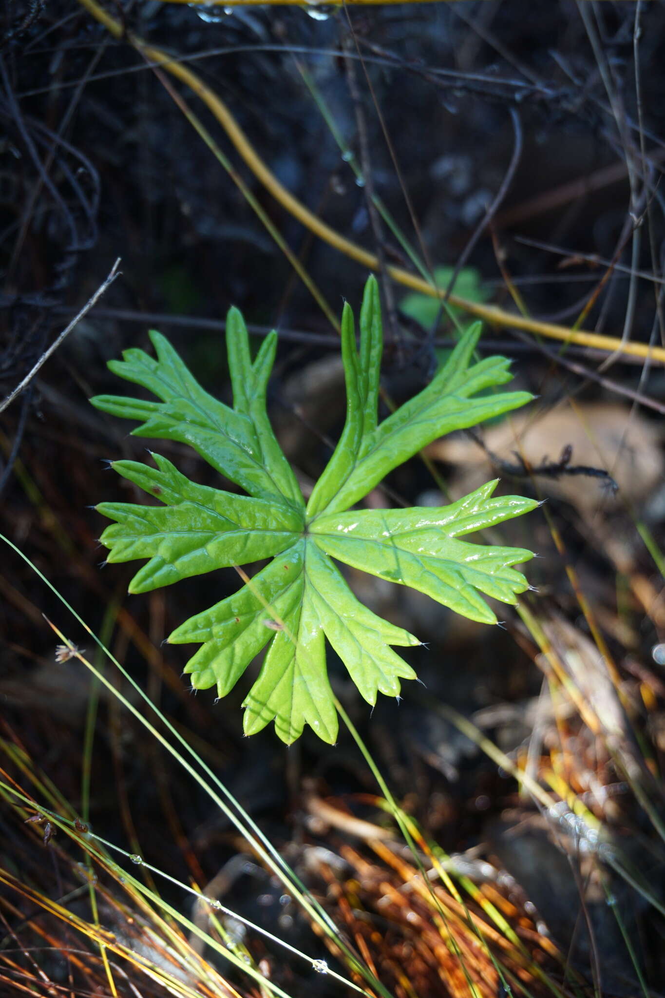 Image of Pelargonium caffrum (Eckl. & Zeyh.) Steud.