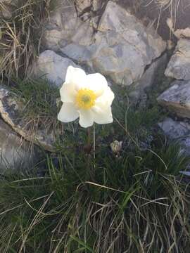 Image of Anemone baldensis subsp. baldensis