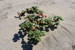 Image of seaside amaranth