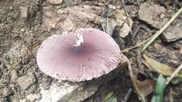 Image of Leucoagaricus lilaceus Singer 1952