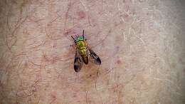 Image of Yellow Fly of the Dismal Swamp