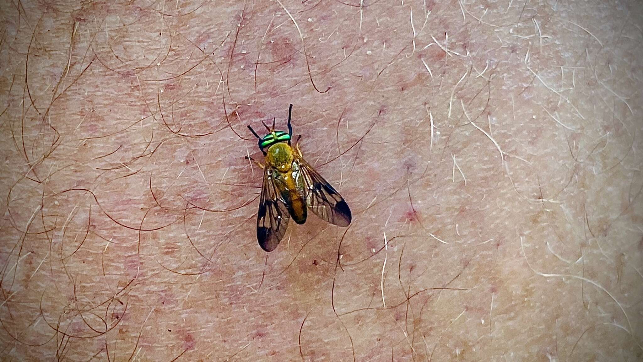 Image of Yellow Fly of the Dismal Swamp