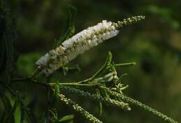 Image of catechu tree