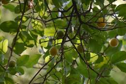 Image of Anisocapparis speciosa (Griseb.) Cornejo & Iltis