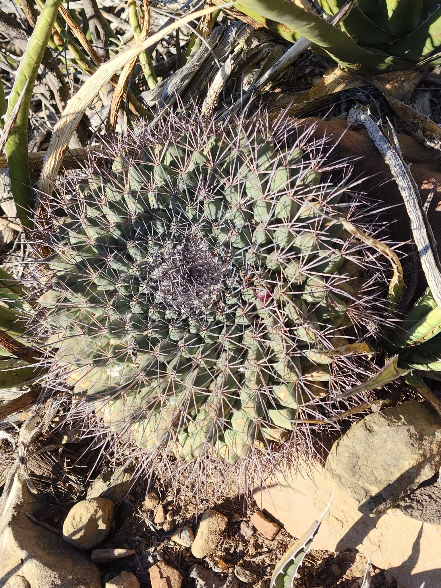 Image of Mammillaria melanocentra subsp. melanocentra