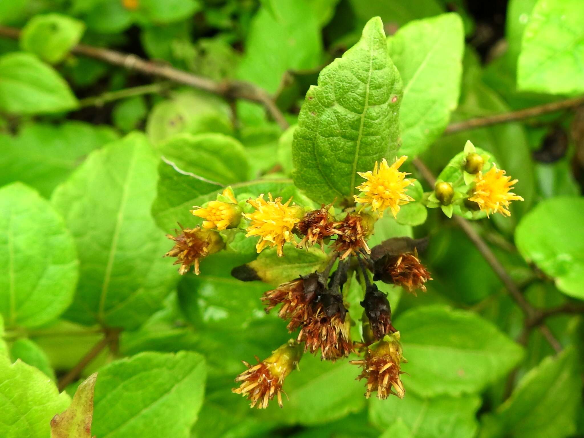 Plancia ëd Calea jamaicensis (L.) L.