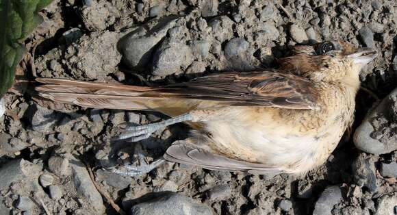 Слика од Lanius cristatus cristatus Linnaeus 1758