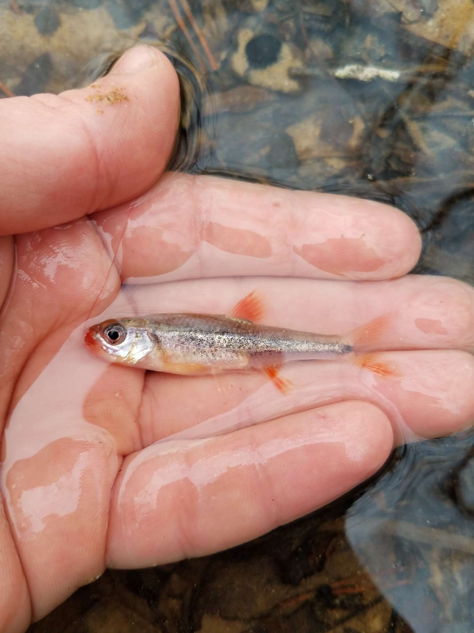 Слика од Notropis chiliticus (Cope 1870)