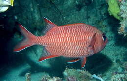 Image of Bigscale Soldierfish