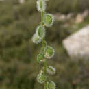 Image of Clypeola aspera (Grauer) Turrill