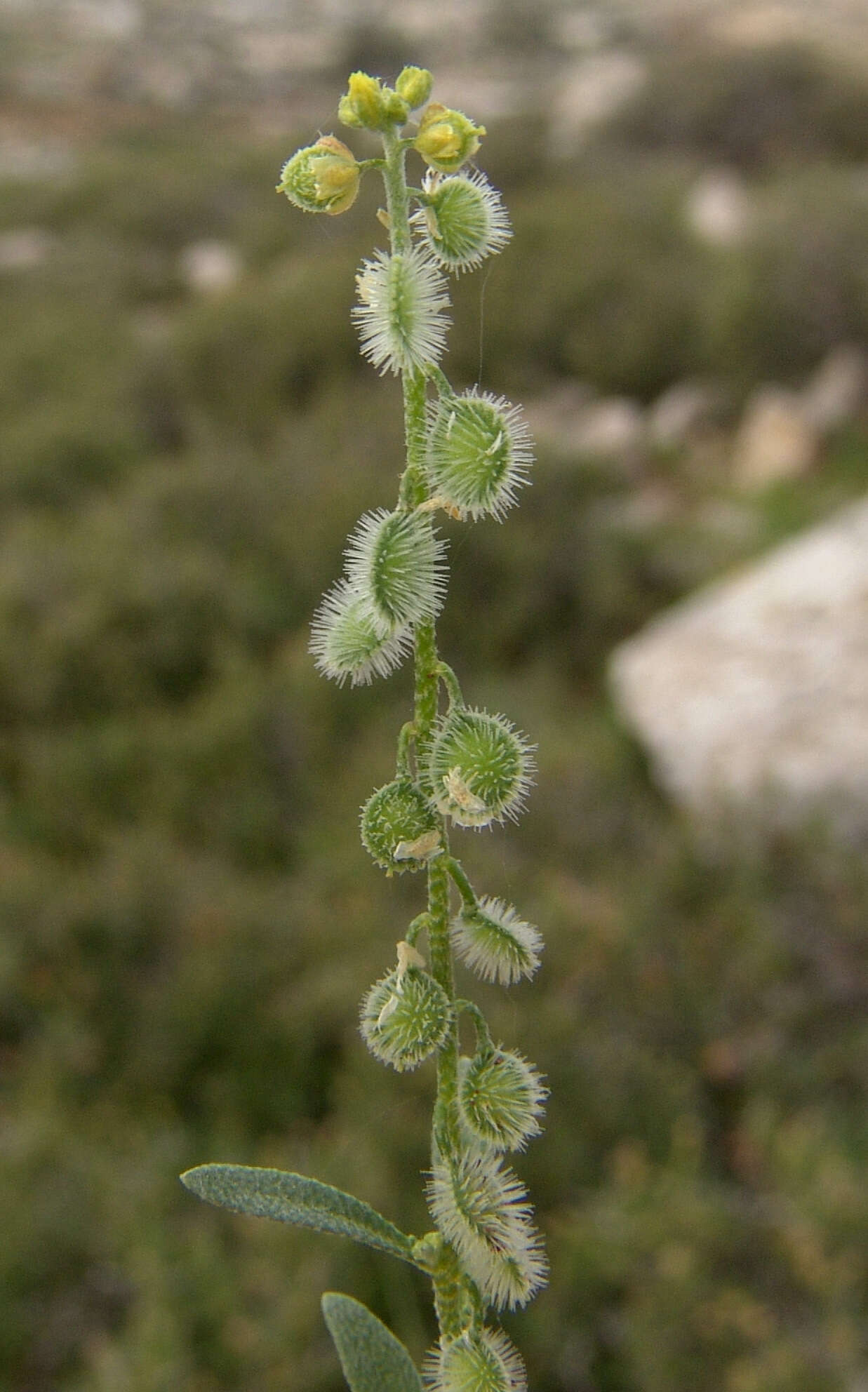 Image de Clypeola aspera (Grauer) Turrill