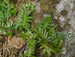 Image of leathery polypody