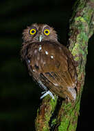 Image of Choco Screech Owl