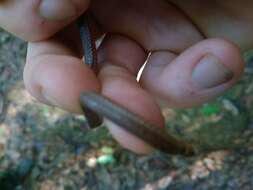 Image of Zidok's Ground Snake