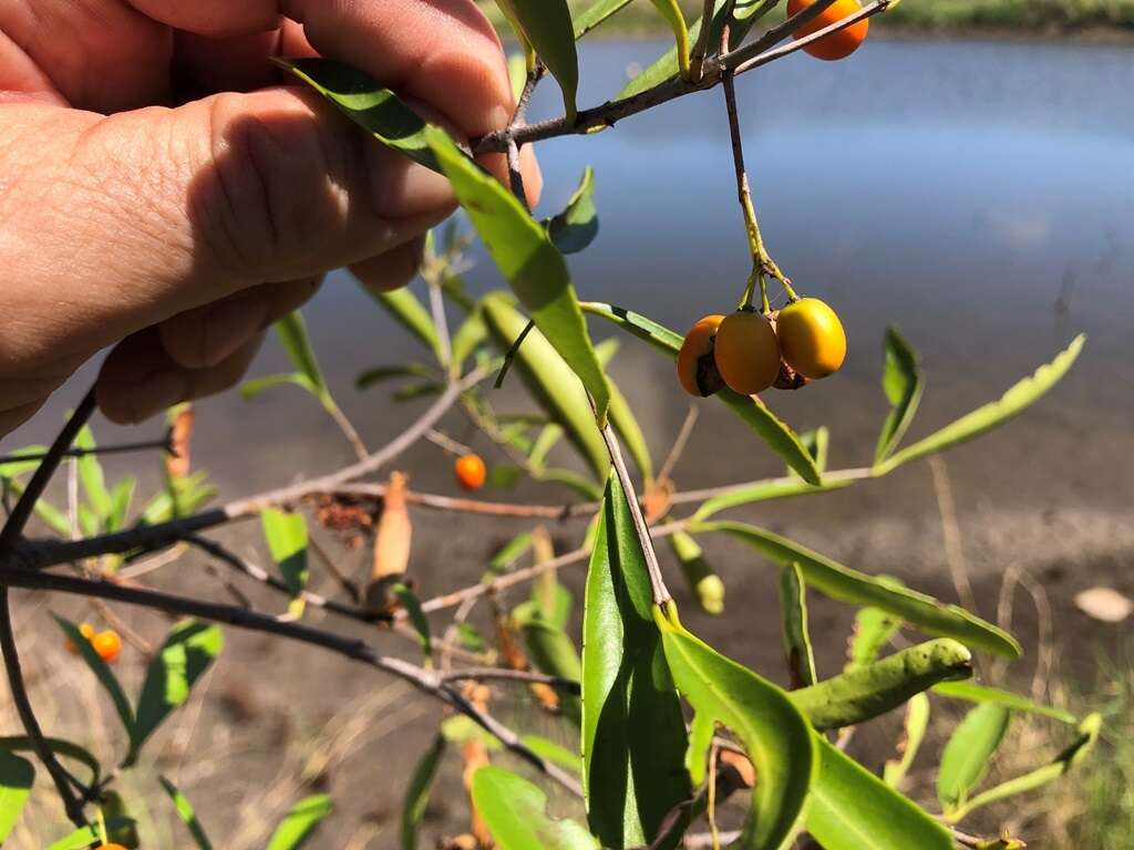 Image of Elaeodendron australe var. angustifolium Benth.