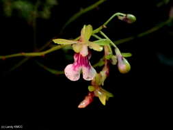 Image of Oeceoclades petiolata (Schltr.) Garay & P. Taylor
