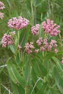 Image of prairie milkweed