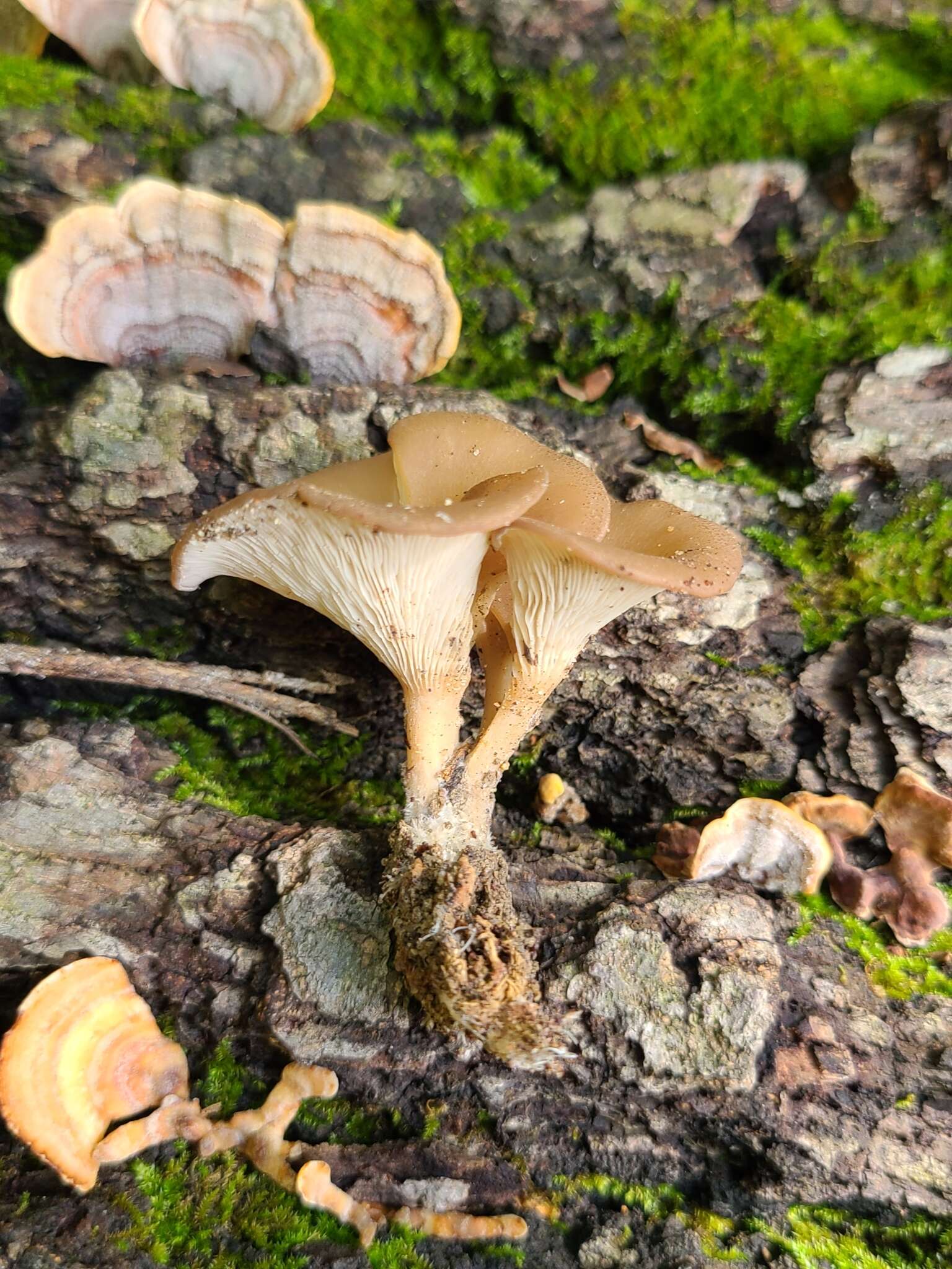 Image of Clitocybe eccentrica Peck 1898