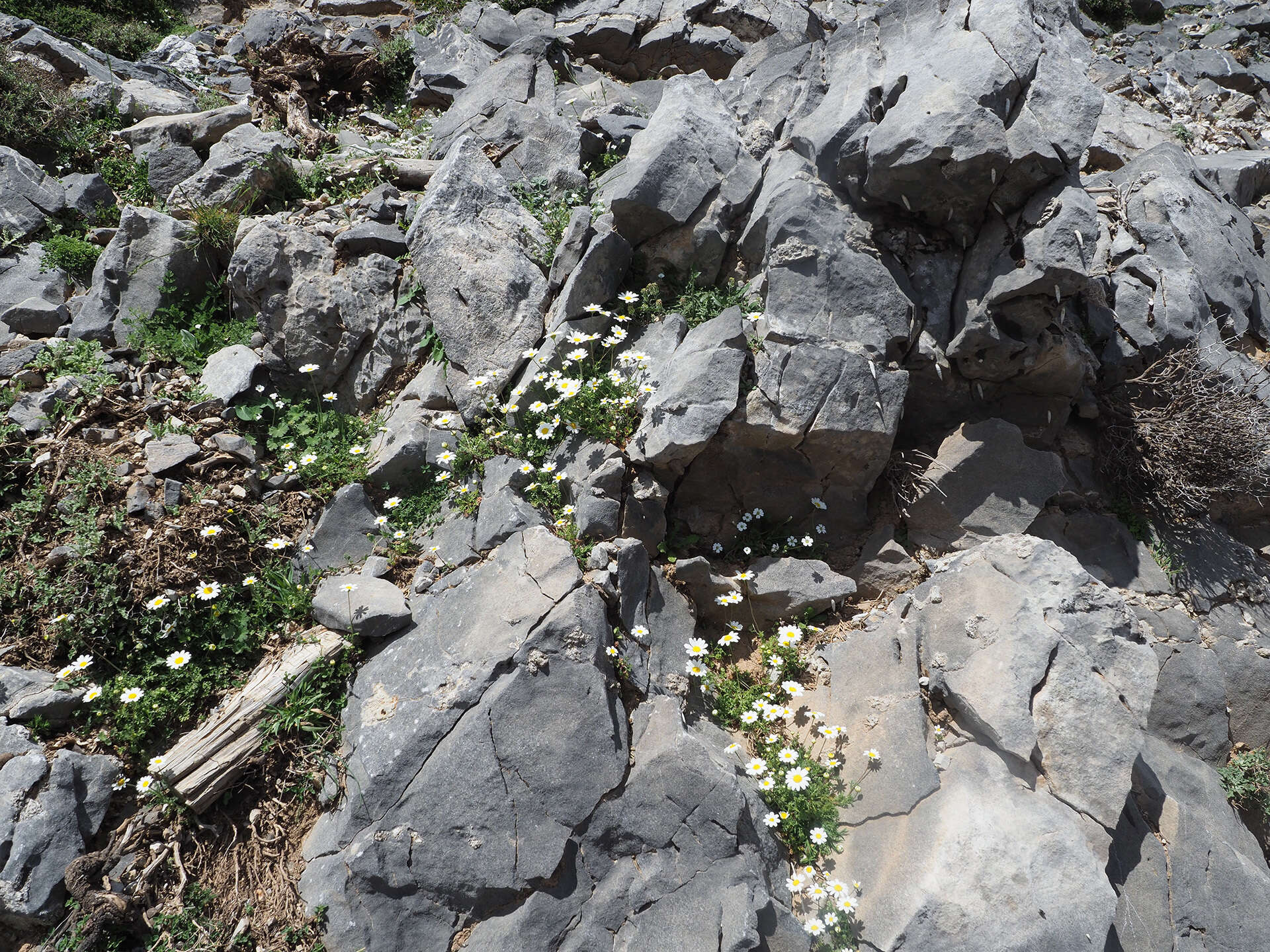 Image of Anthemis chia L.